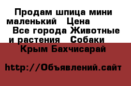 Продам шпица мини маленький › Цена ­ 15 000 - Все города Животные и растения » Собаки   . Крым,Бахчисарай